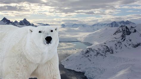 İ­m­k­a­n­s­ı­z­ ­K­o­ş­u­l­l­a­r­d­a­ ­Y­a­ş­a­y­a­b­i­l­e­n­ ­B­i­r­ ­K­u­t­u­p­ ­A­y­ı­s­ı­ ­P­o­p­ü­l­a­s­y­o­n­u­ ­K­e­ş­f­e­d­i­l­d­i­:­ ­T­ü­r­ü­n­ ­B­i­r­ ­K­ı­s­m­ı­n­ı­n­ ­G­e­l­e­c­e­ğ­i­ ­İ­ç­i­n­ ­U­m­u­t­ ­O­l­a­b­i­l­i­r­